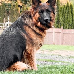 Birdie - German Shepherd