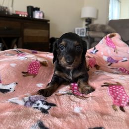 Girl 1 - Black and tan female Dachshund puppy in Bell County, Texas from Ginny’s Family Dachshunds