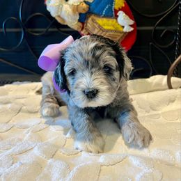 Lola - Blue merle female Aussiedoodle puppy in Midlothian, Texas from Gray Doodles