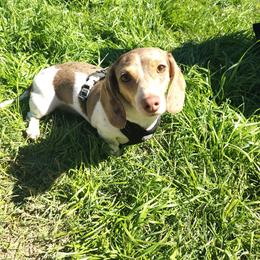 Bentley - Dachshund