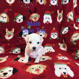 Blue Tag - White male Bichon Frise puppy in Bay Saint Louis, Mississippi from Laurent’s Bichon Frise Puppies