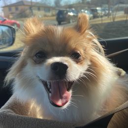 Lexie - Pomeranian