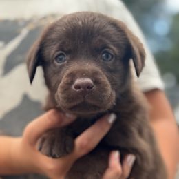 Girl 1 - Chocolate female Labrador Retriever puppy in Gerber, California from In The Zone Dog Training and Breeding