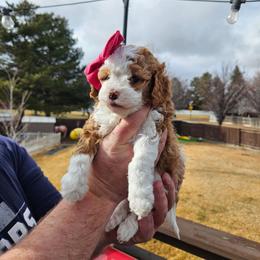 Leia - Red female Cavapoo puppy in South Jordan, Utah from Lucky Doodle Pups
