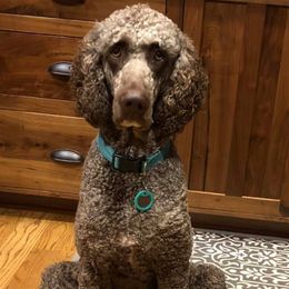 Charlie - Poodle