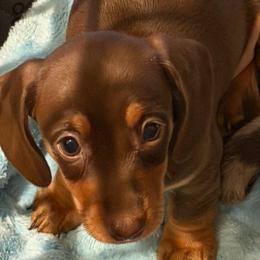 Jessie - Chocolate and tan female Dachshund puppy in Rancho Cucamonga, California from Empire's Dachshunds