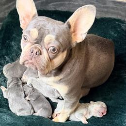 French Bulldog puppies from Pawsitive Frenchies