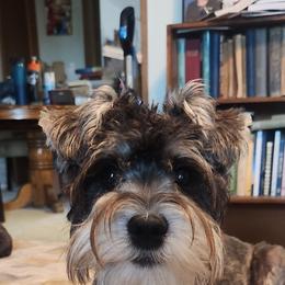 Comet - Miniature Schnauzer