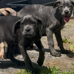 Jude - Gray female Cane Corso puppy in Cleveland, Ohio from Cleveland Corsos