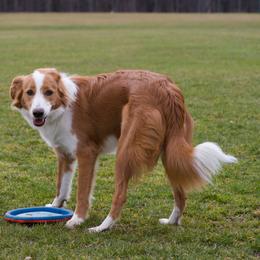 English Shepherd All Grown Up from Quixotic Shepherds