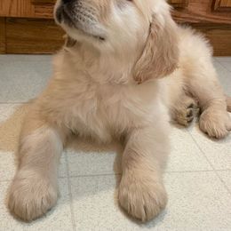 Nick - Light golden Golden Retriever puppy in Grant County, Indiana from On The Sunny Side Pavey Farms