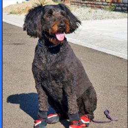 Aussiedoodle and Poodle Puppies from Arena Valley Acres LLC