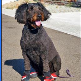 Aussiedoodle and Poodle Puppies from Arena Valley Acres LLC