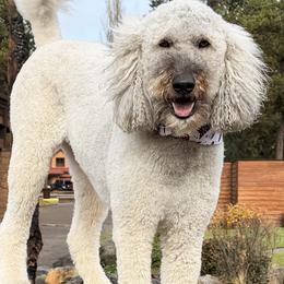 Emmy - Goldendoodle