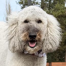 Emmy - Goldendoodle