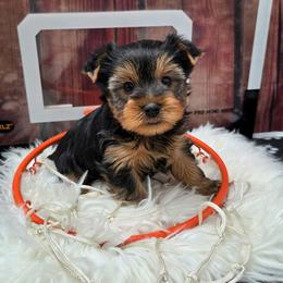 Koda - Blue and gold male Yorkshire Terrier puppy in Monticello, Iowa from Ashley’s Puppies