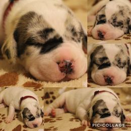 Great Dane Puppies from Cook’s Gentle Giants