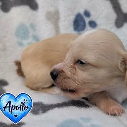 Apollo - Cream male Dachshund puppy in Winter Haven, Florida from Katrina's Punk Rock Dachshunds