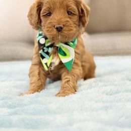Supergirl - Caramel female Australian Labradoodle puppy in Calhoun, Louisiana from Arrowhead Australian Labradoodles