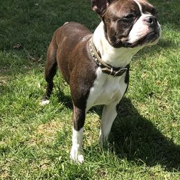 Macy - Boston Terrier