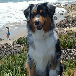 Australian Shepherds from Tinseltown Aussies