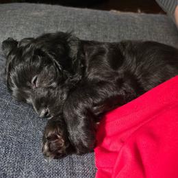 Beetle - Black male Cavapoo puppy in Lewisburg, Pennsylvania from Jessie's Puppies