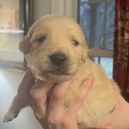White Girl - Golden female Golden Retriever puppy in Amissville, Virginia from Houston’s Golden Haven