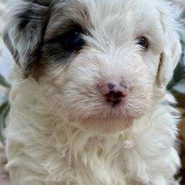 Stuart - Merle male Bernedoodle puppy in Peterstown, West Virginia from To Love A Doodle