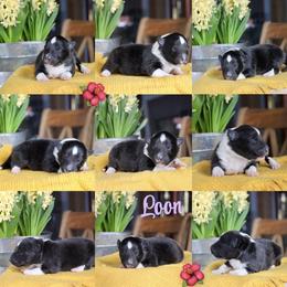 Purple - Black and white female Shetland Sheepdog puppy in Gaylord, Michigan from Lexy's Shetland Sheepdogs