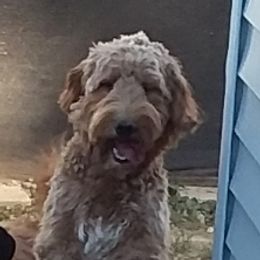 Soph - Goldendoodle