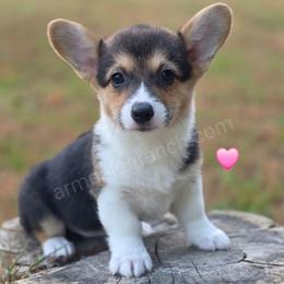 R2 - Black and tan female Pembroke Welsh Corgi puppy in Jacksonville, Texas from ArmnalegRanch LLC