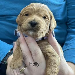 Bernedoodle and Goldendoodle Puppies from DoodleBlessings