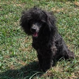 Poodle puppies from ROYAL VISTA