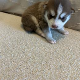 Pomsky Puppies from Pomsky Hills