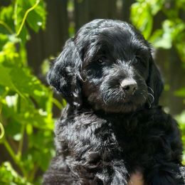 JORDAN - Black Goldendoodle puppy in Atascadero, California from Daring to Dream Doodles