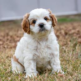 Cleo - White male Cavapoo puppy in Gurdon, Arkansas from Franklin Ranch Pups