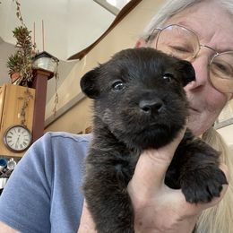 Brindle boy - Brindle male Scottish Terrier puppy in Brule, Nebraska from Scottyland Yard