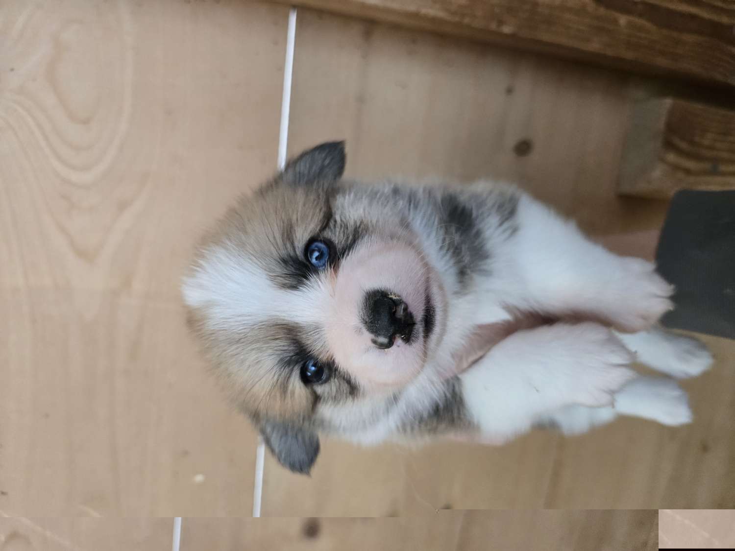 Trixie - Red female Pembroke Welsh Corgi puppy in Anton, Texas from X Bar's Lil Legs of Texas
