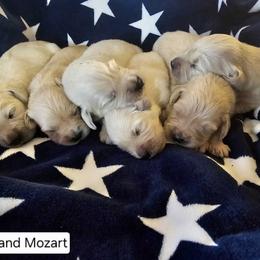 Lilly Girl 3 - Golden female Golden Retriever puppy in Niles, Michigan from Christiana Creek Goldens