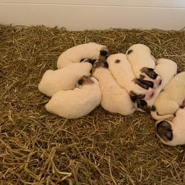 Girl 5 - female Great Pyrenees puppy in Sapphire, North Carolina from Sapphire Valley Great Pyrenees
