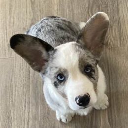 Cardigan Welsh Corgis from Jaynie's Cardigan Welsh Corgis