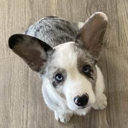 Cardigan Welsh Corgis from Jaynie's Cardigan Welsh Corgis