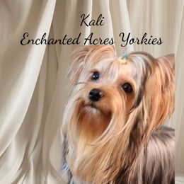 Kali - Yorkshire Terrier