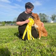 Nova Scotia Duck Tolling Retriever All Grown Up from RiverSong Tollers
