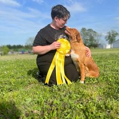 Nova Scotia Duck Tolling Retriever All Grown Up from RiverSong Tollers