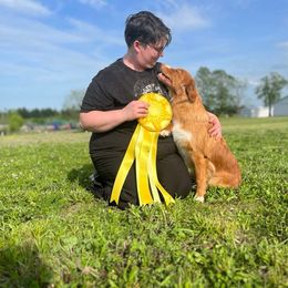 Nova Scotia Duck Tolling Retriever All Grown Up from RiverSong Tollers