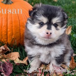 Susan - Pomsky puppy from Chi-Town Pomsky