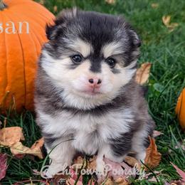 Susan - Pomsky puppy from Chi-Town Pomsky