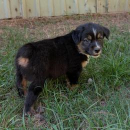 Mackenzie (Mac) - Black tri male Miniature Australian Shepherd puppy in Crockett, Texas from Pleasant Grove Aussies
