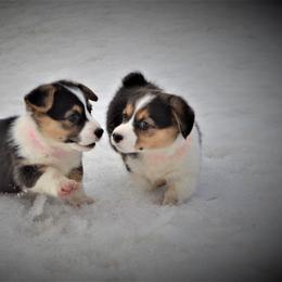 Pembroke Welsh Corgi Puppies from The Blessed Herd